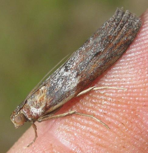 Selagia spadicella